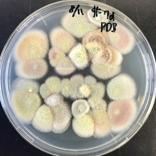 S__16080900.jpg